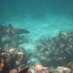Nurse shark in Florida