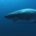 great white pointer