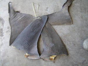 sharkfin