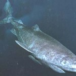 sleeper shark