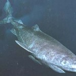 sleeper shark