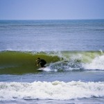 Surfers share the water with sharks