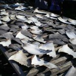 shark fins