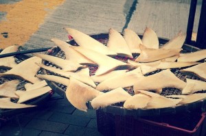 Shark fins left to dry. Photo: Jemapelle/Flickr. 