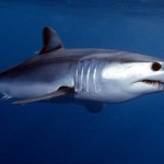Mako sharks get the blame for damaged sonar equipment
