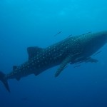 Whale shark