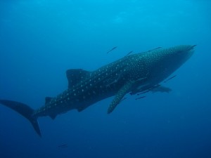 Whale shark