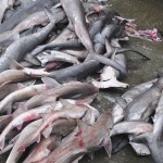 massacre