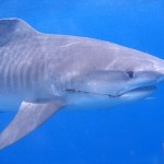 Tiger shark