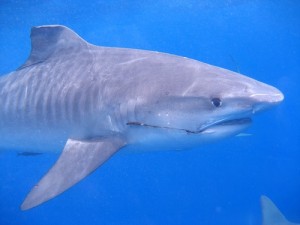 Tiger shark