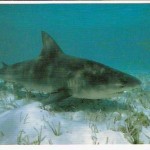 Zambezi Shark