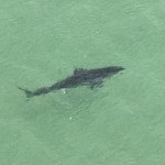 shark spotted off Hawks Nest. 