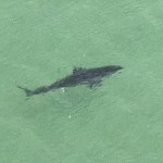 shark spotted off Hawks Nest.