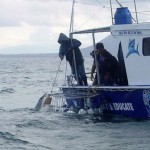 Tasmania wants to exploit shark cage diving