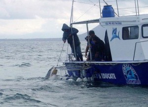 Tasmania wants to exploit shark cage diving