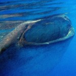 Whale sharks have a big mouth