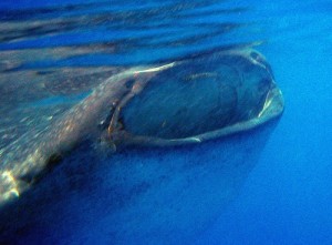 Whale sharks have a big mouth