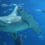 Great Hammerhead Shark