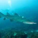 Sand tiger shark in South Africa