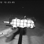 Sharpnose Sevengill shark in deep sea
