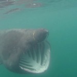 Basking shark tangled in plastic