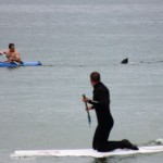 Cape Cod Shark