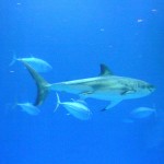 Great white at the Monterey Aquarium