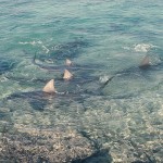 Bull sharks at Walkers Cay, Bahamas