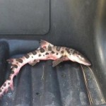 Leopard shark found on golf course