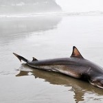 Salmon shark washed up at Oregon coast, july 2012