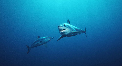 Two mako sharks