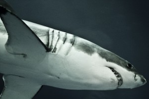 Great white shark California