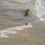 Bull shark at Macleay Island