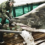 Ocearch-scientists stabilize a great white before taking measurements.