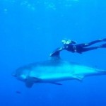 Ocean Ramsay swimming with a great white