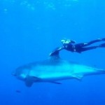 Ocean Ramsay swimming with a great white
