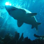 Ragged-Tooth of Sand Tiger Shark