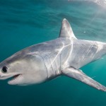 Porbeagle shark