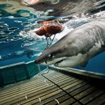 Shark Amy guided on platform