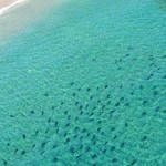 Sharks migrating of PalmBeach