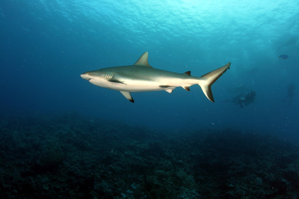 Grey reef shark