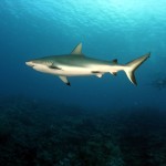 Grey reef shark