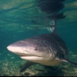 Bull shark in the Bahamas. Photo courtesy of Flickr Creative Commons/AlKok.