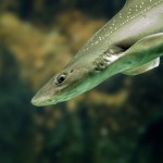 smooth-hound shark