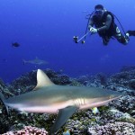 Divers enjoy live sharks better than a bowl of shark fin soup. Photo courtesy of University of British Columbia.