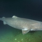 Greenland Shark