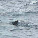 Basking Shark surfacing. ©Flickr Creative Commons/Anita363.