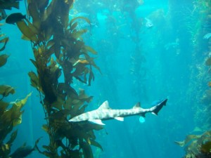 leopard shark