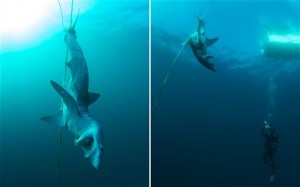 Dead mako shark