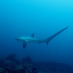 Thresher shark in Philippines. Photo: Creative Commons/Klaus Stiefel.